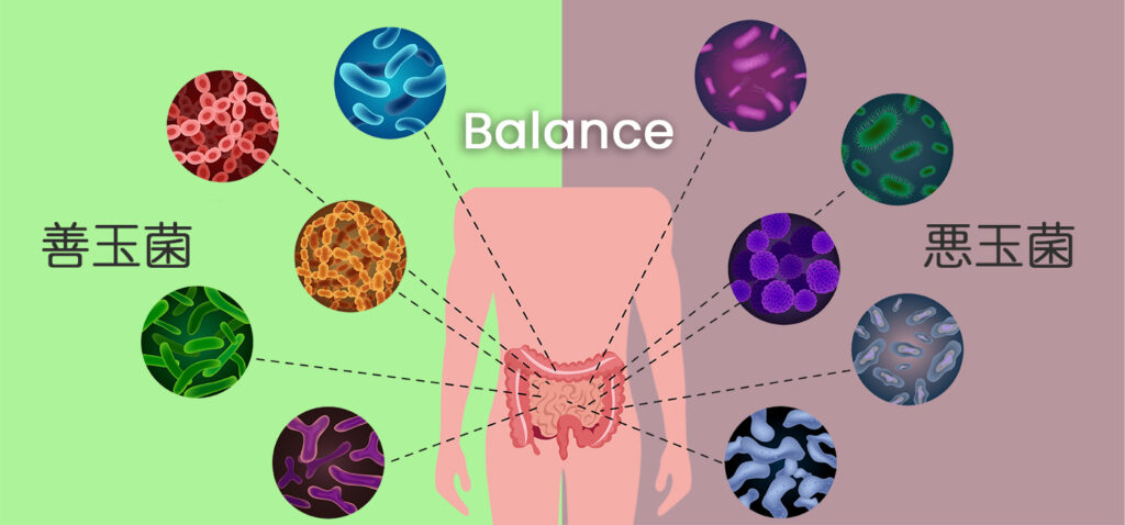 腸内の善玉菌と悪玉菌